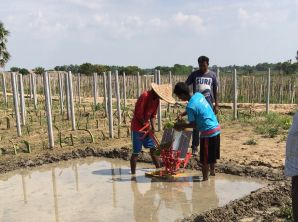 2 rows manual rice transplanter working in Bangladesh